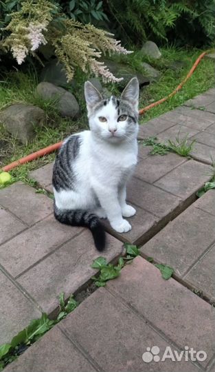 Спасите котят с улици
