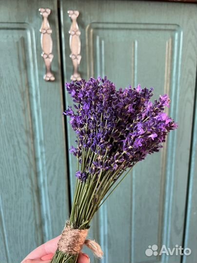 Лаванда (сухоцвет)