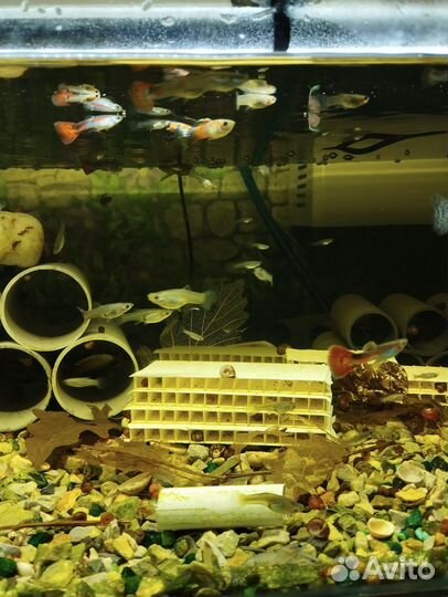 Аквариумные рыбки гуппи микс