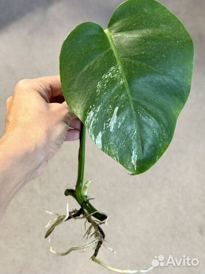 Монстера вариегатная альба