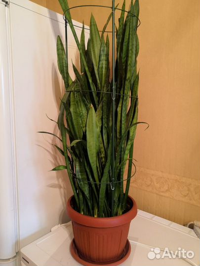 Домашние растения