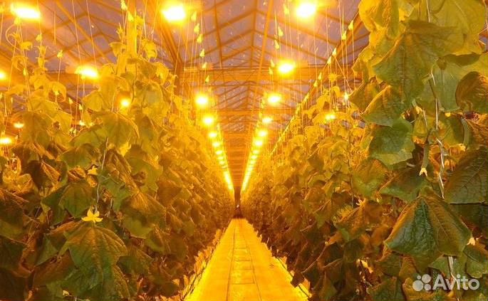 Освещение днат на эпран для растений