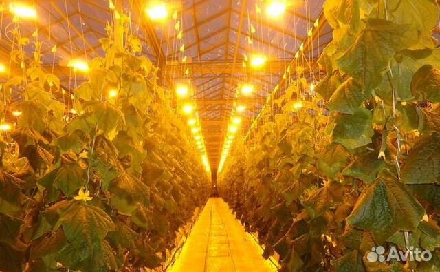 Освещение днат на эпран для растений