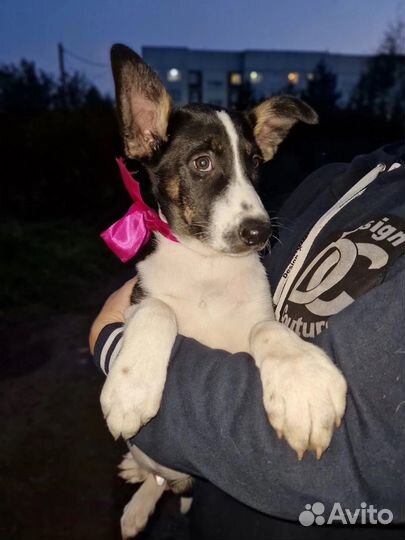 Щенок в добрые руки