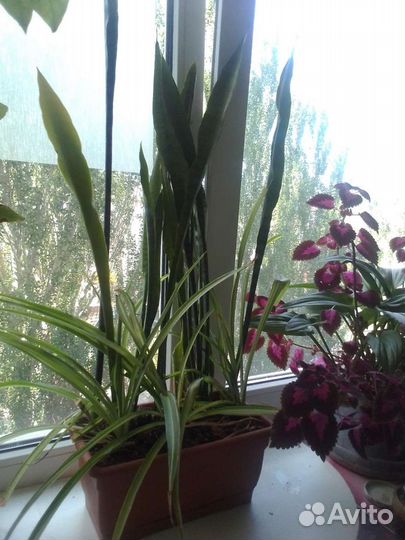 Бальзамин+Сансевиерия+Хоорофит -На Ленте