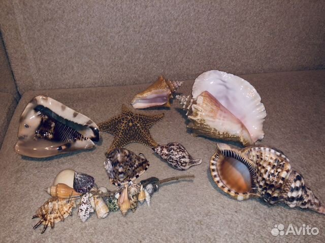 Морские ракушки раковины