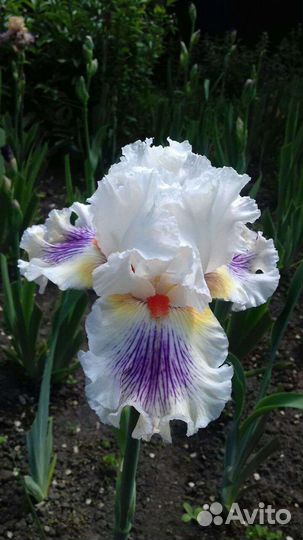 Ирисы бородатые сортовые