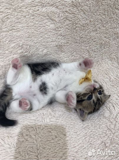Британские котята