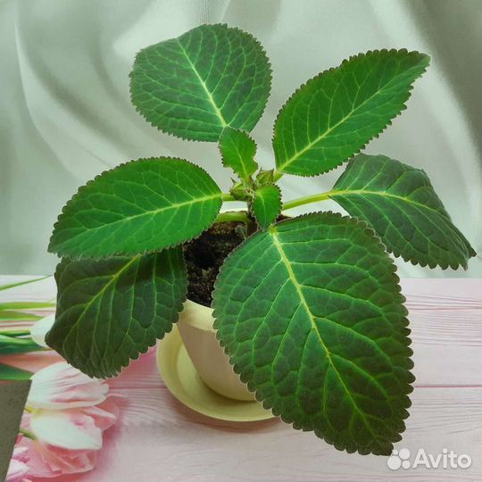 Махровая Глоксиния сортовая Шарм листы и детки