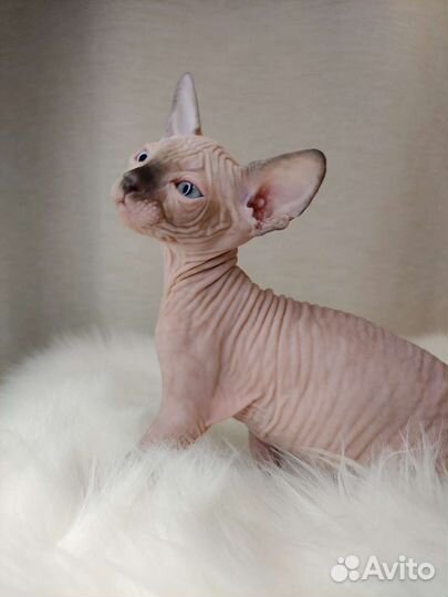 Котенок девочка