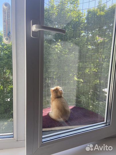 Балкон для домашних Любимцев. Кошечек и котиков