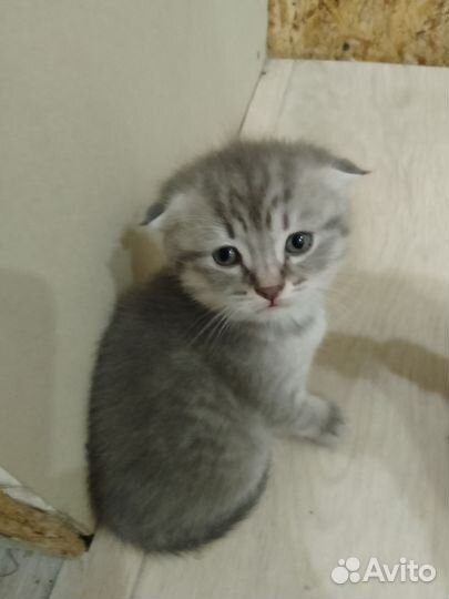 Котятки в добрые руки