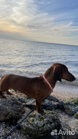 Щенки стандартной таксы