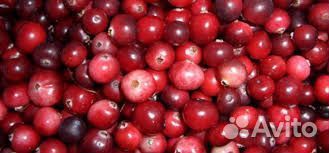 Продам клюкву