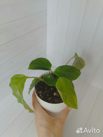 Калатея Мисти