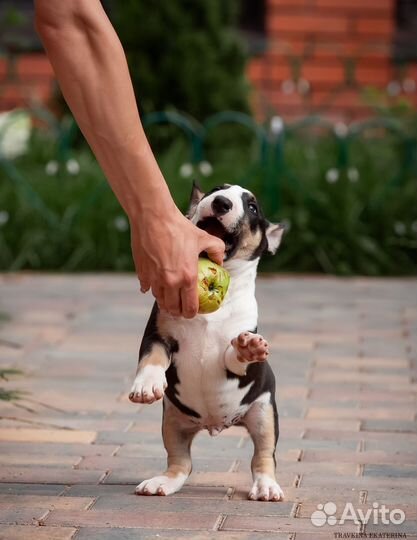 Миниатюрный бультерьер