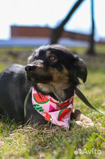 Маленькая собачка Фифа в приюте