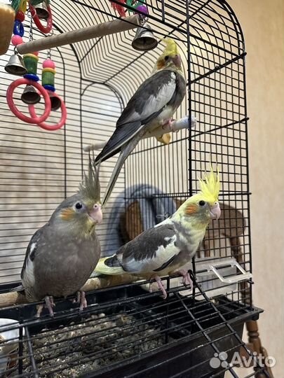 Птенцы Кореллы ручные