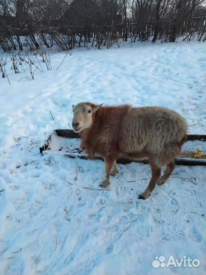 Катумский баран на племя