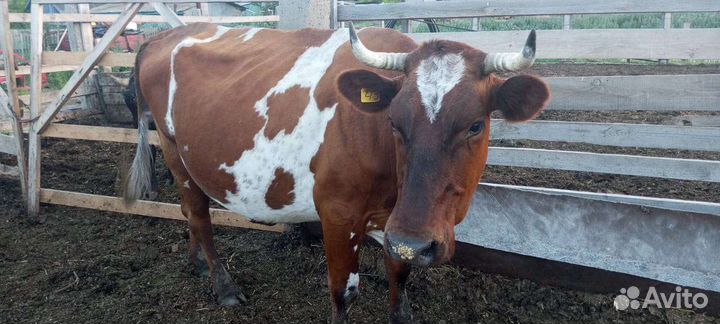 Продам коров