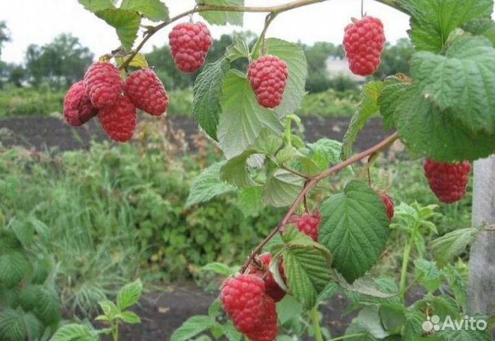 Саженцы малины