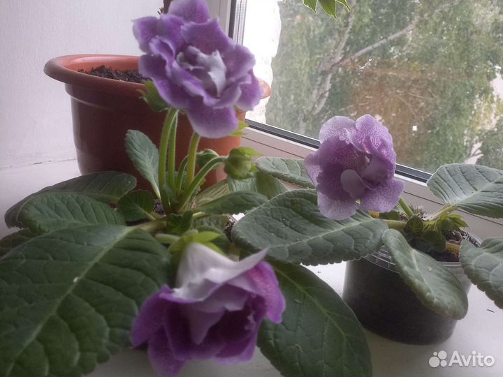 Глоксиния цветущая