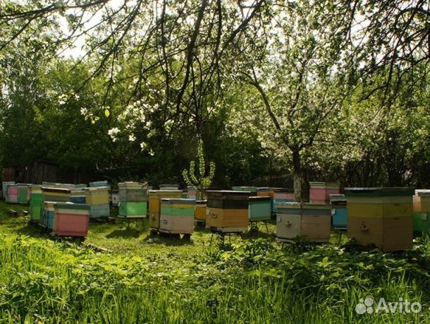 Мёд 24 года Алтайский опт