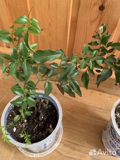 Жасмин многоцветковый