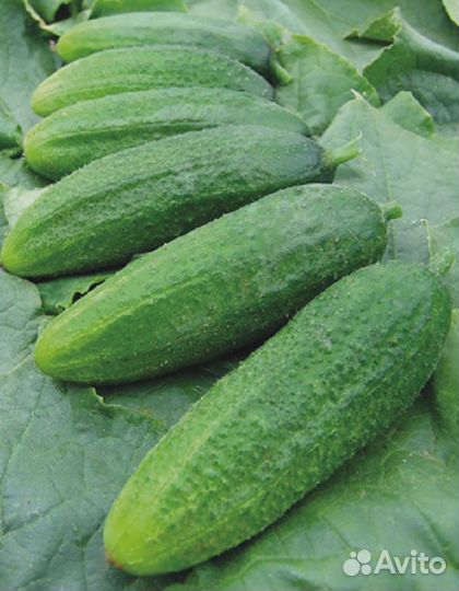 Огурец Сантана F1(уд) 0,3 гр цв.п