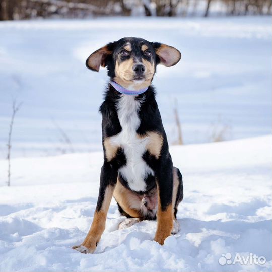 Невероятный Дени почти зенненхунд щенок