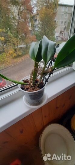 Орхидея каттлея lc. Chyyong Guu Swan Ruby Lip