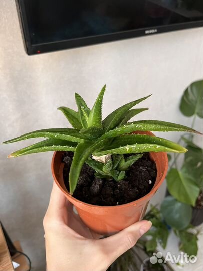 Суккуленты,флорариум,пилея,алоэ черное сокровище