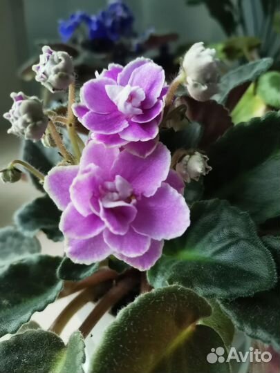 Фиалки цветущие в горшке