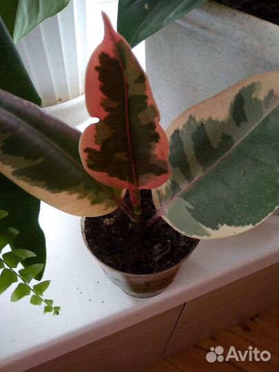 Комнатные цветы