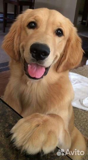 Выгул собак