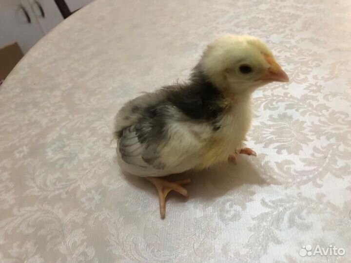 Инкубационное яйцо Пушкинской породы кур