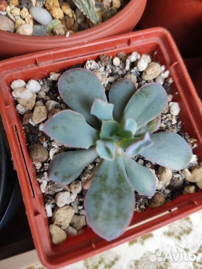 Crassula ovata Money jade Magic