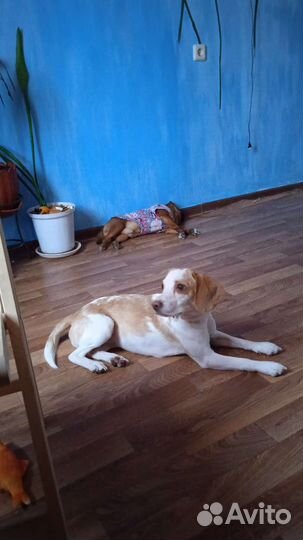 Няня для собаки (передержка)