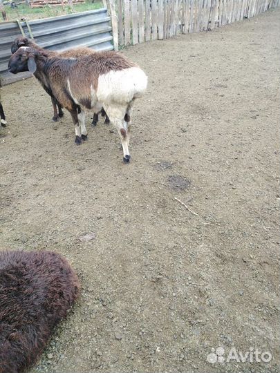 Баран на племя