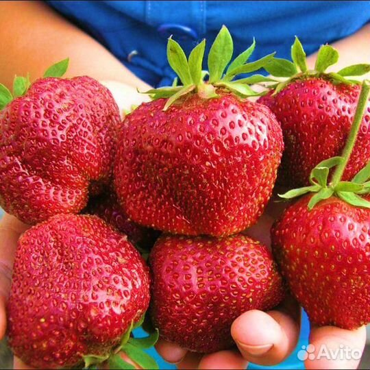 Усики сорта гигантелла