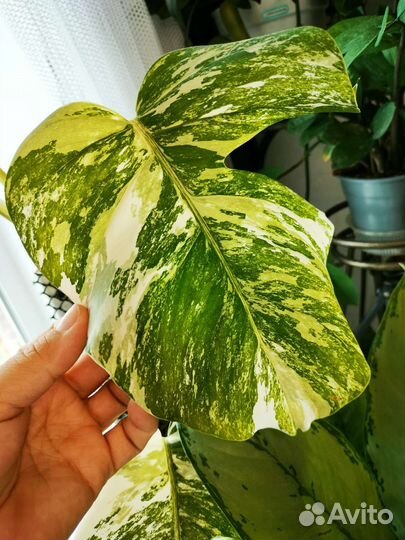 Монстера альба вариегатная