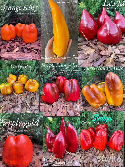 Коллекционные сортовые семяна перца