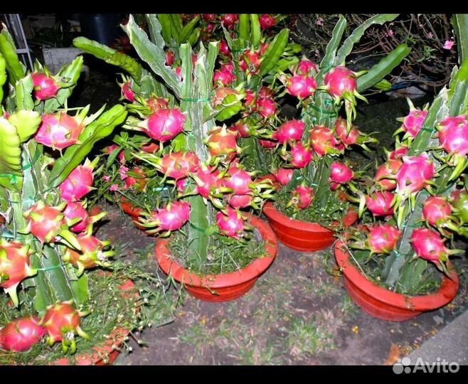 Питахайя саженцы(рассада) в отдельных горшочках