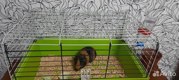 Морская свинка с клеткой