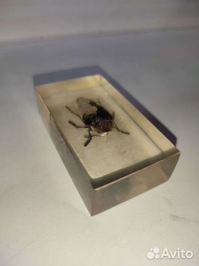 Жук в стекле