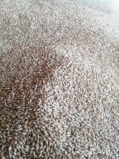 Овес, ячмень