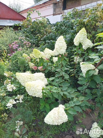 Гортензия Полярный медведь