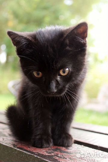 Домашние животные кошки