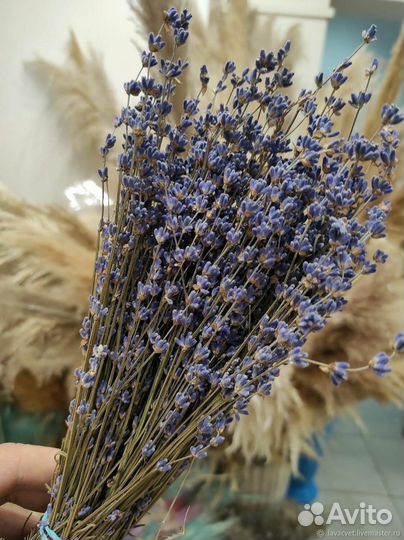 Лаванда сухоцвет