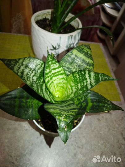 Сансевиерия